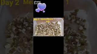 How to germinate the monggo seeds😂😂