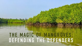 The magic of mangroves: defending the defenders