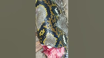 PERTARUNGAN HIDUP ULAR PITON SEBESAR BATANG KELAPA