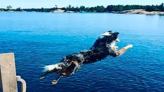 Dog jump into water #1 - Funny videos animals 2018
