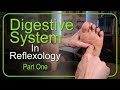 How to Work the Entire Digestive System in Reflexology (Part 1)