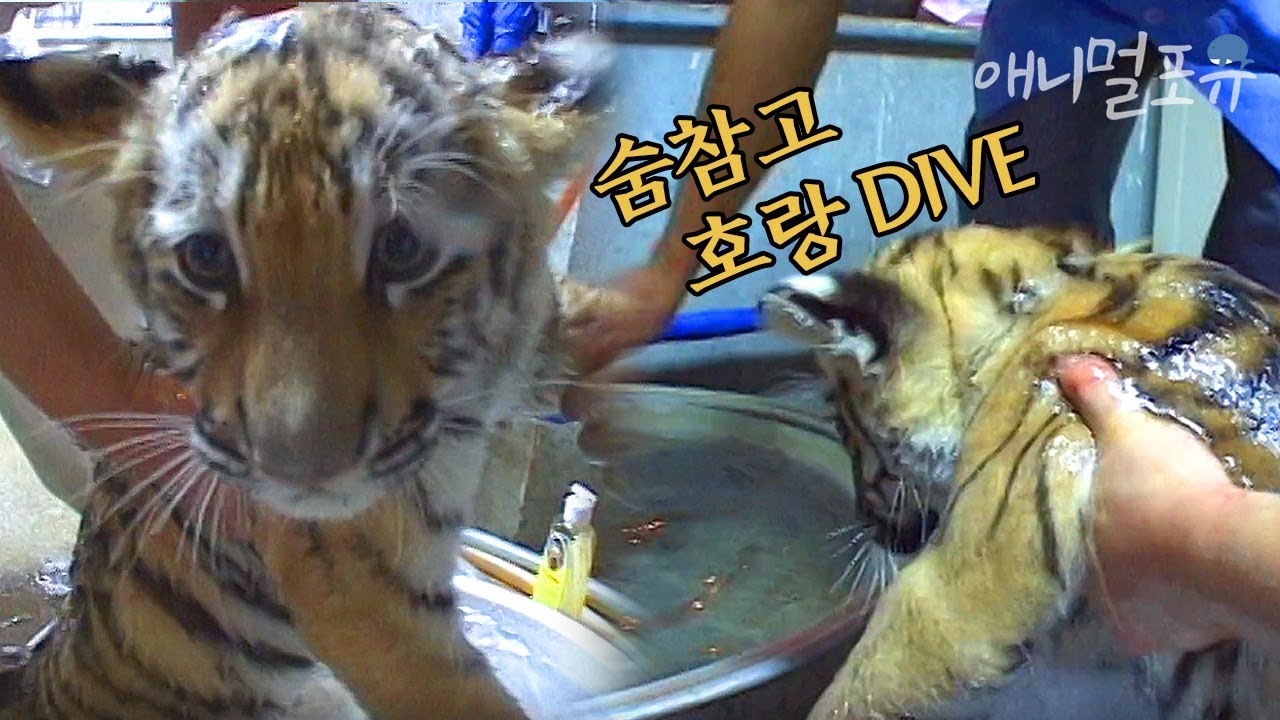 이건 냥빨래도 아니고 어흥빨래..?🐯 아기 호랑이 남매 목욕시키는 사육사 아저씨 ㅋㅋㅋ l KBS 주주클럽 020916 방송