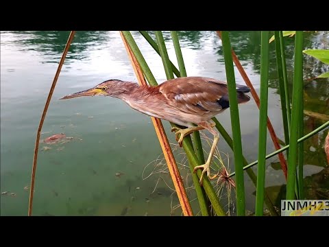 Nature | Time Lapse Video 