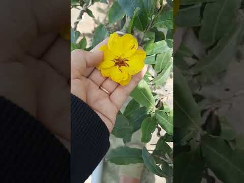 Video 4/8gl ca nha cây thác đổ giảo rin 2 cần đổ bông bự giá... - youtube