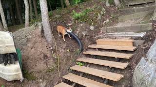 Chipmunk attack