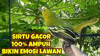 100% AMPUH!..BIKIN EMOSI LAWAN!..SIRTU/CIPOH GACOR.