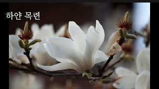 양희은 - 하얀 목련 (1983年) #추억의가요 #양희은  #하얀목련
