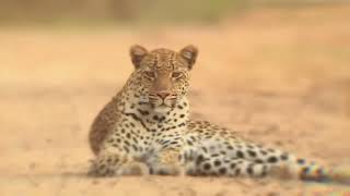 Un Stupide Guépard A Attaqué Un Lion ! Voici Ce Qui S'est Passé Ensuite....