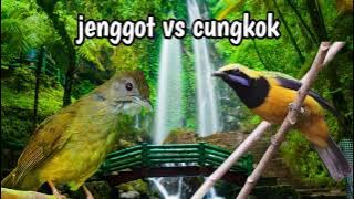 Masteran jenggot cungkok untuk murai batu