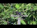 Life in Slow Motion - House crow