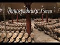 Бэйдайхэ 2019(Виноградники «Хуася» и хранилище вин)