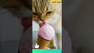 قطط صغيرة كيوت جميلة جداااا مضحكة 😺