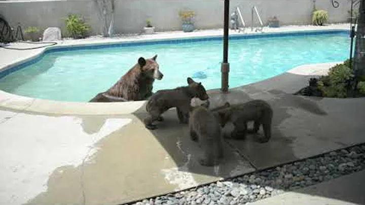 Mama Bear Enjoys a Dip in Residential Pool With Her Cubs || ViralHog