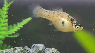 beautiful tank life 2024 (onlyfarts in desc)