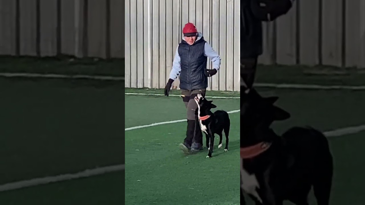 Бордер Колли Брина: Секреты Дрессировки!