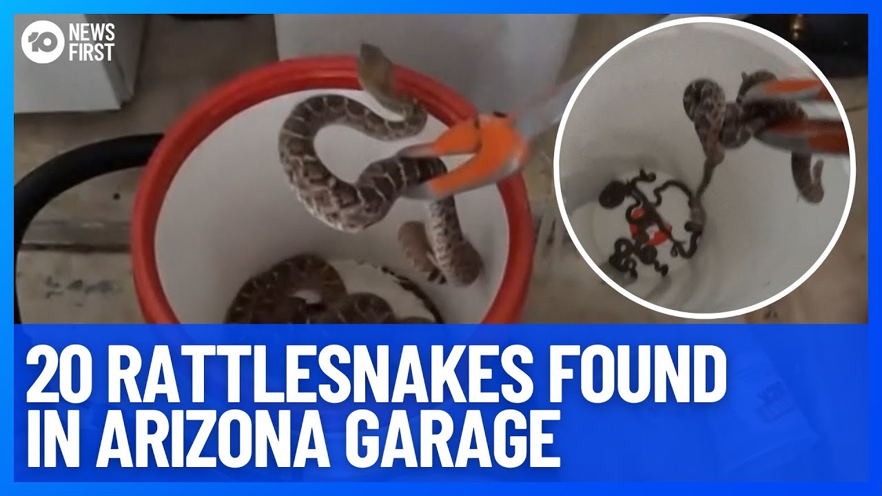 カールソン SS.GARAGE☆SNAKE.ZONE1本分 20 Rattlesnakes Found In Arizona Garage | 10 News First - YouTube