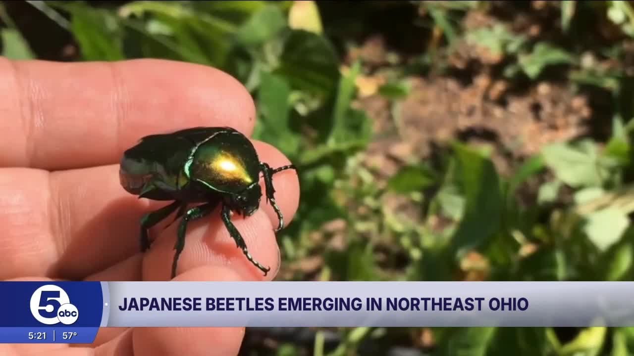 Japanese beetles emerge in Northeast Ohio - YouTube