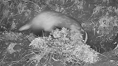 New Forest Explorers Guide - Badger bedding: an act in three parts