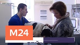 Где в Москве можно привить от бешенства собаку или кошку - Москва 24 Где в Москве можно привить от бешенства собаку или кошку - Москва 24