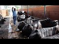 यहाँ शहरो में बिकता है 70-80 रूपये किलो शुद्ध दूध-Dairy farming In India,Murrah buffalo dairy farm