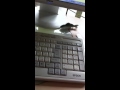 神々さま 神々さま