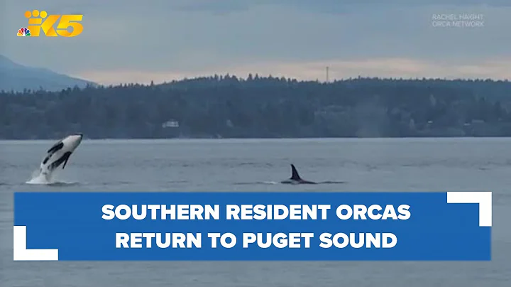 Southern resident orcas return to Puget Sound