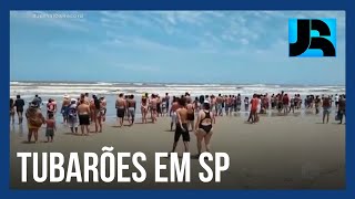 Ataques De Tubaro Geram Temor Em Banhistas Do Litoral Paulista