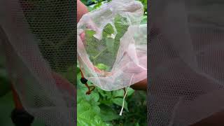 Save True Seeds And Avoid Cross Pollination. By Doing So, You Can Keep The Same Genetic Traits