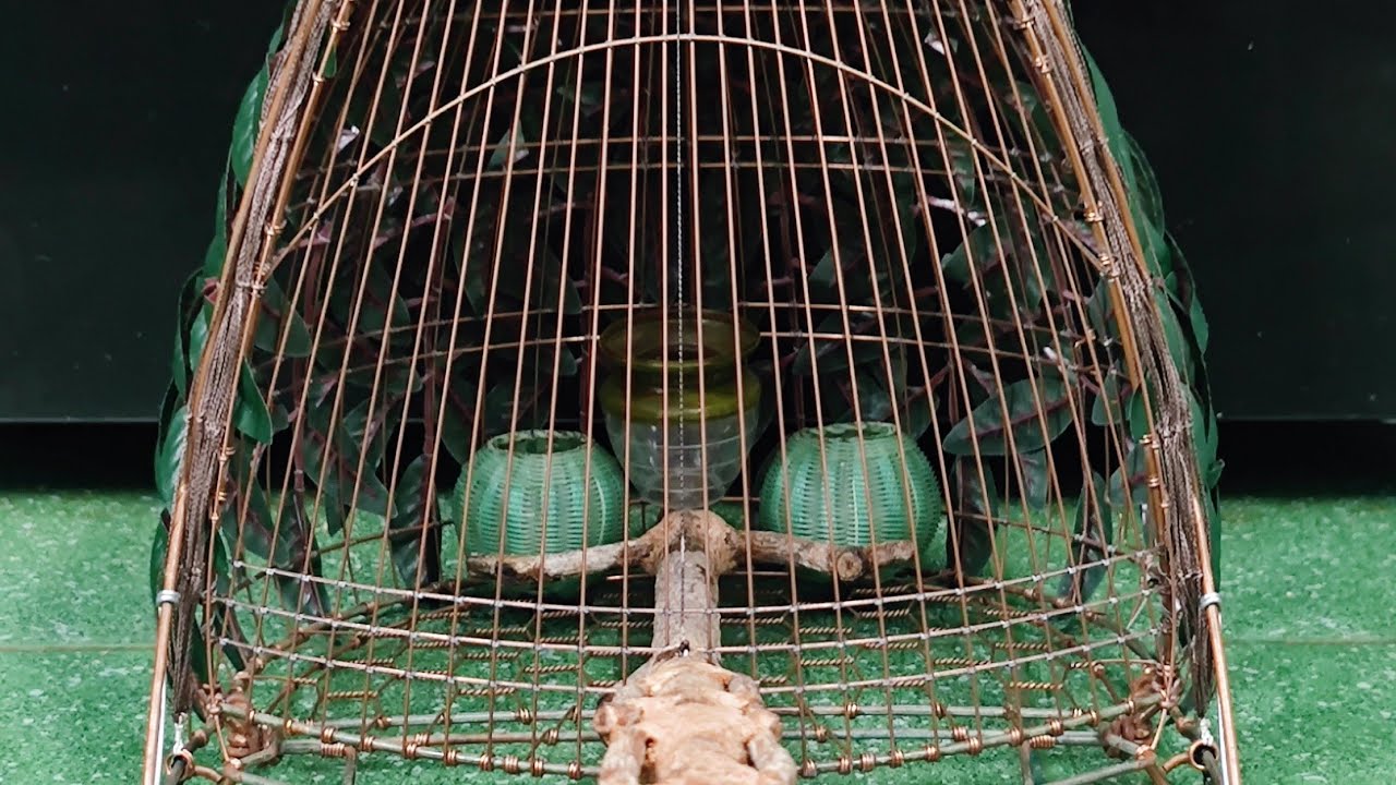 Lụp cu gáy full thép lưỡng kim tiếp tục trả cho ae kịp du xuân. cảm ơn ae luôn tin tưởng. 0918706076