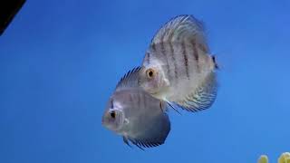 **FAILURE** EHEIM Aquarium Heater / Discus Tank