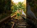 Kabootar Ne Train Ki Patri Par Lagaya Amrood Ka Ped #shortvideo #ai #emotional