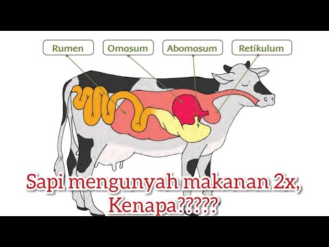 Belajar Pencernaan Hewan Ruminansia