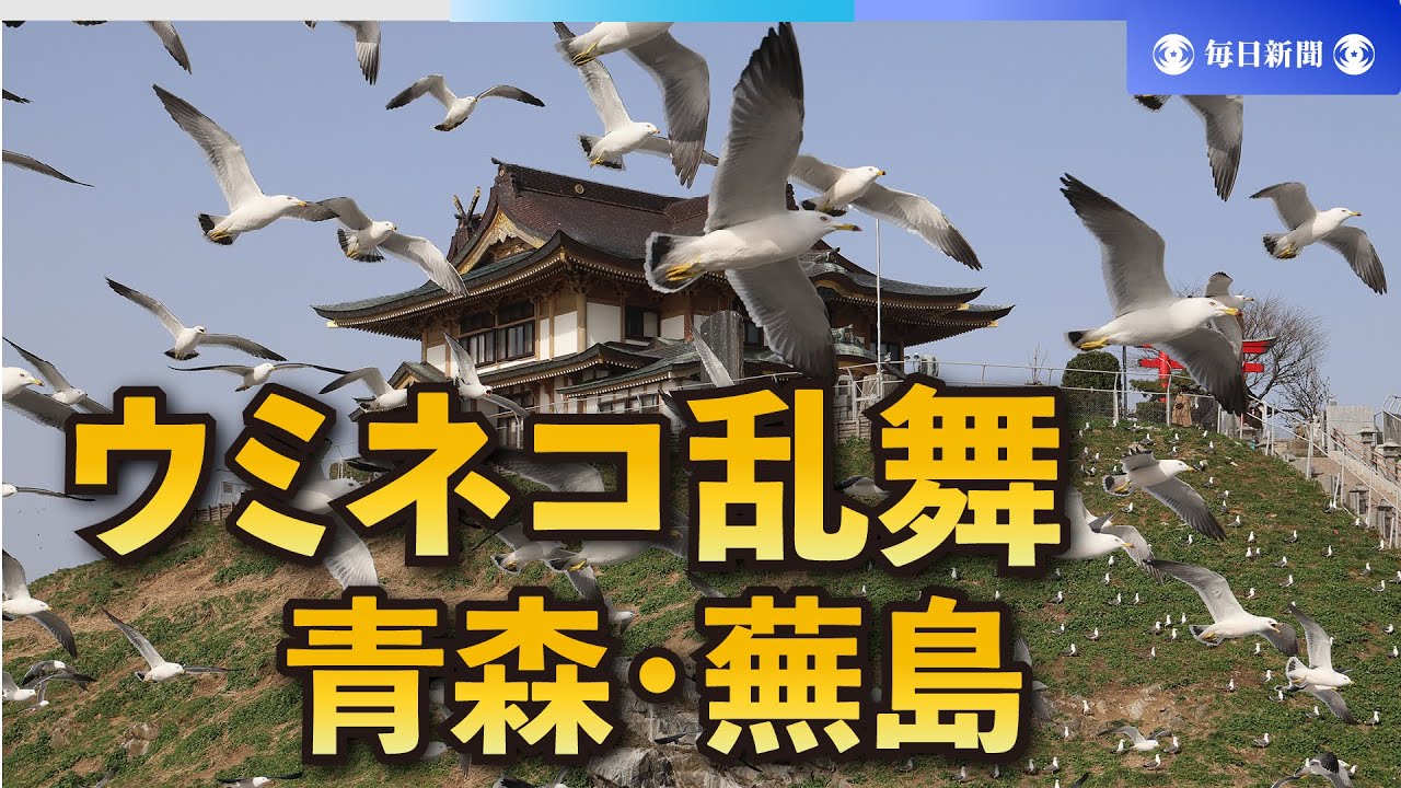 青森・蕪島でウミネコ乱舞　飛来本格化、4月には3万羽超に