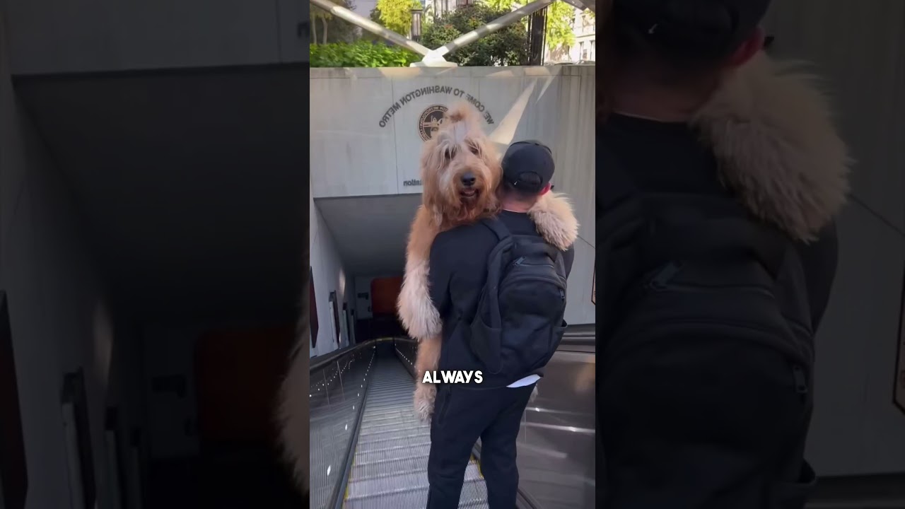 Man carries GIANT Dog down escalators 😂