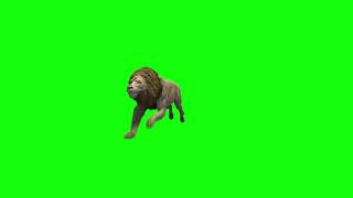 Lions Green Screen Animated Running Pack