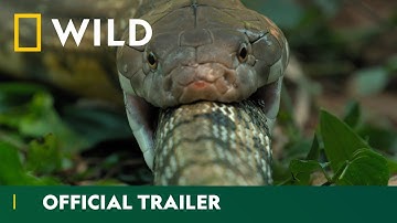 If You’re Scared of Snakes, Don’t Watch This | Snakebite Week | National Geographic Wild UK