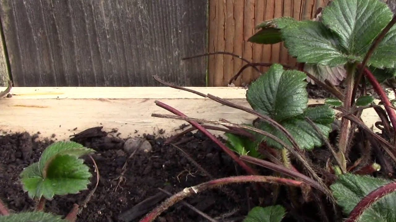 Vertical Gardening Vertical Strawberry planters 