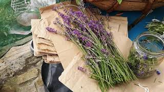 Making Lavender Infused Oil at Danu's Irish Herb Garden