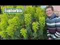 Euphorbia which perennial varieties to grow  how to propagate euphorbia  how to cut back safely