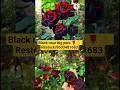 Black/బ్లాక్ 🌹👌with pots తక్కువ ధరలో #shorts #rose #rosegarden #roseplant #gardening #garden #plants