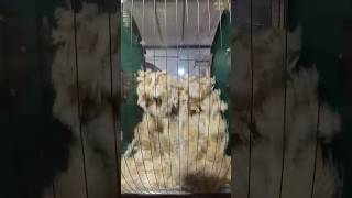 Станок для очистки шерсти АСО100 #wool #kardmach