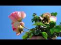 Ramblin Rose