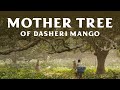 The story of dasheri mango mother tree