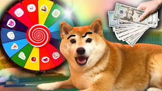 내 강아지가 Wheel of Doggo 게임 쇼에서 상을 받기 위해 회전합니다! screenshot 2