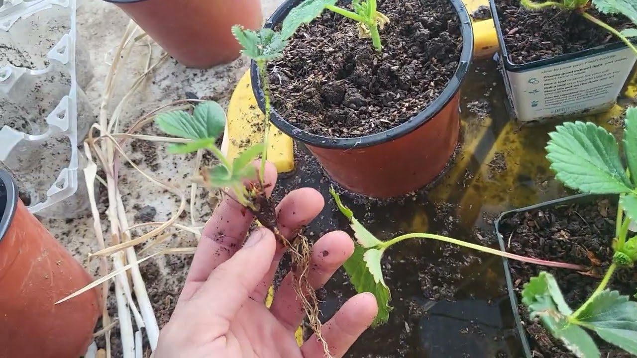 Update on strawberry propagation WITHOUT runners part 2