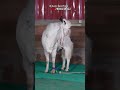 Jaat Bloodline Kota Breeder Sher Zaada at Al Aamir Goat Farm Mangaon