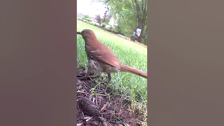 “Yo” -Brown Thrasher