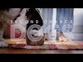 Second chance dogs