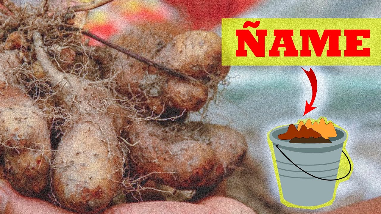 Como sembrar Ñame en materas - Tu Profe TV - YouTube