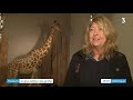 Zarafa la girafe au musum dhistoire naturelle de la rochelle